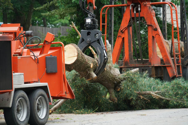 Why Choose Our Tree Removal Services in Upper Lake, CA?